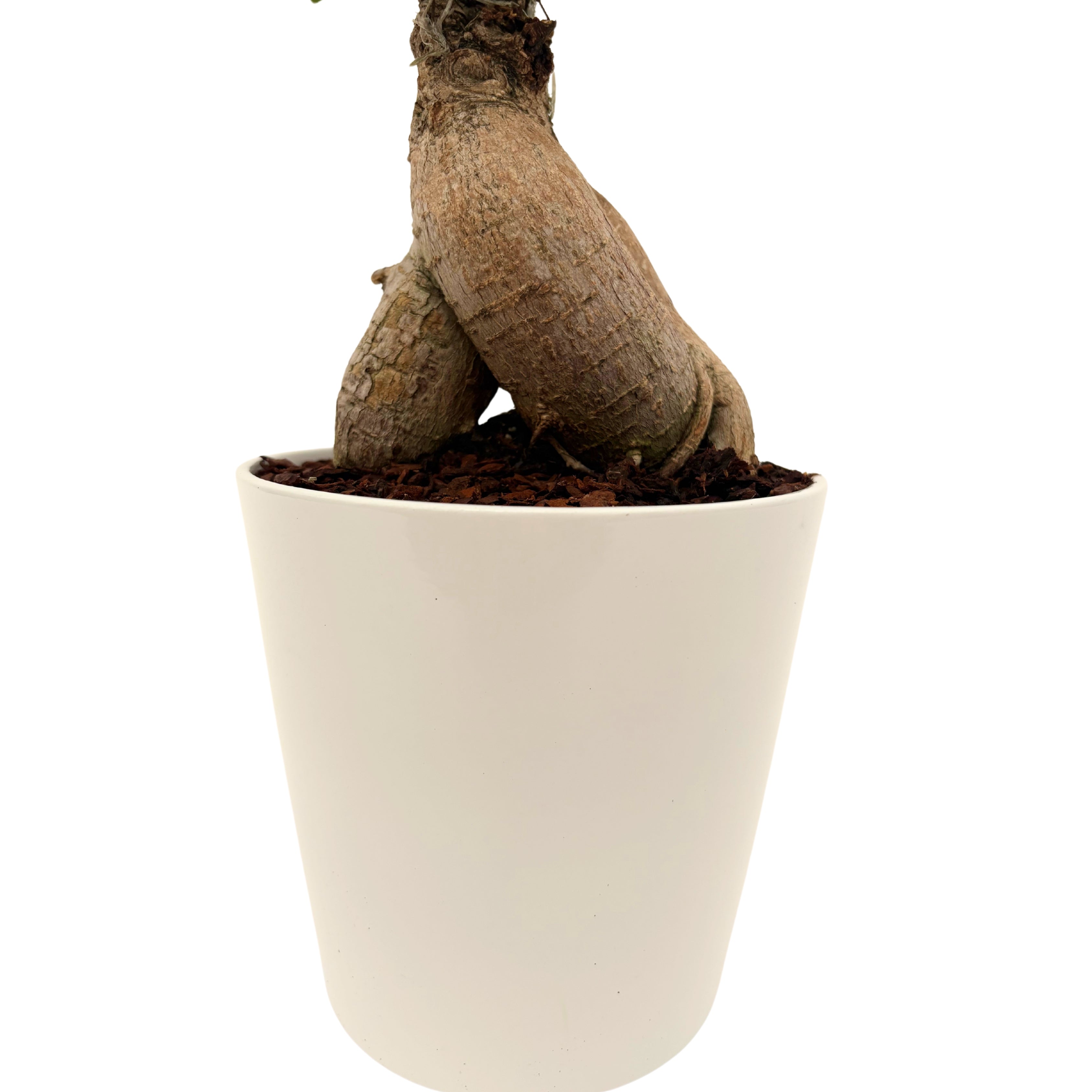 Bonsai Ficus Ginseng In vaso ceramica Bianco altezza 44 cm