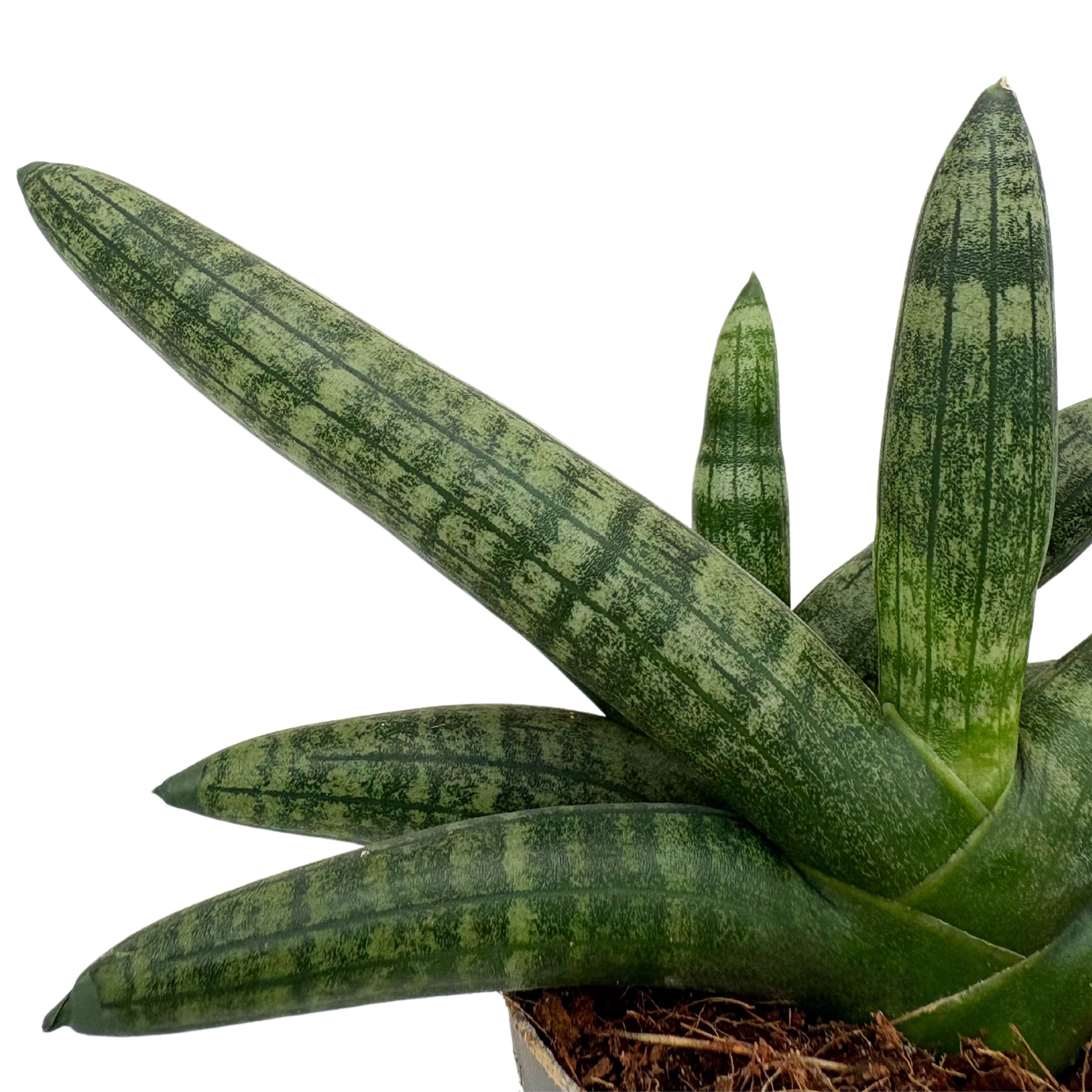 Sansevieria Cylindrica Boncel D. 9 cm H. 15 cm