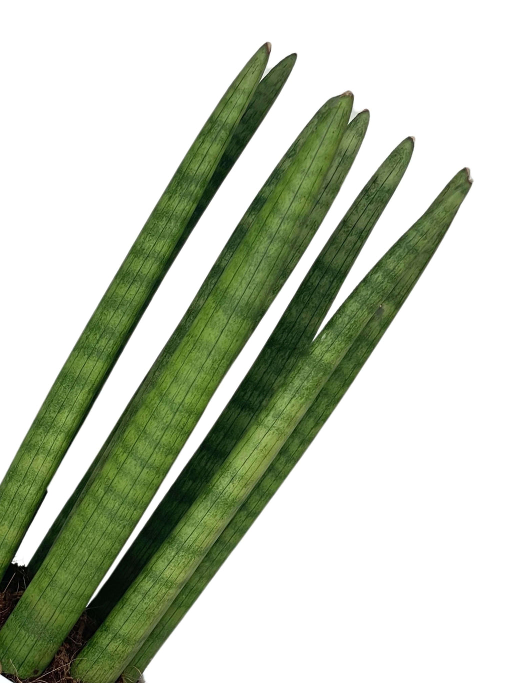 Sansevieria Cylindrica Candle - Altezza Pianta 45 cm