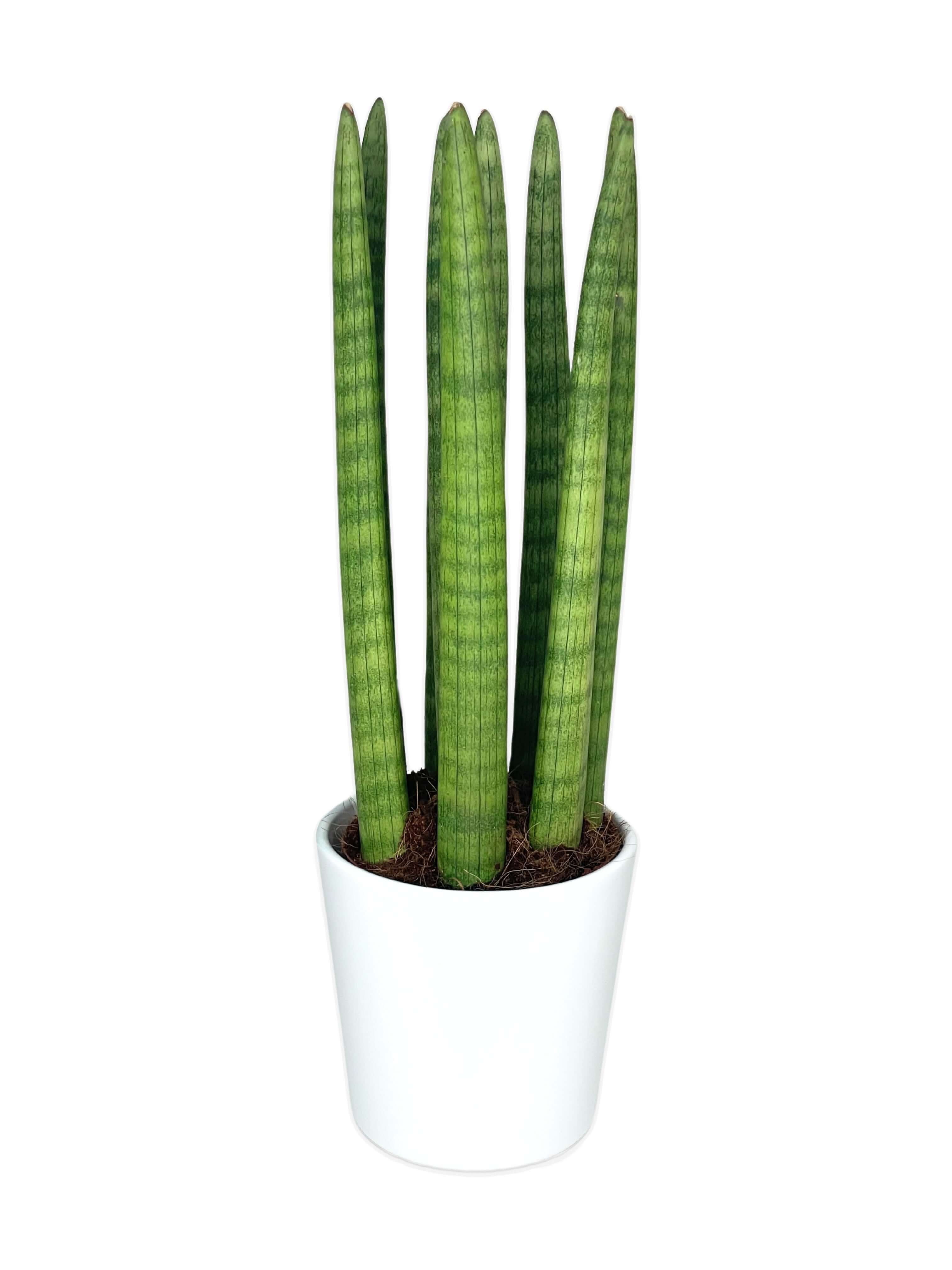 Sansevieria Cylindrica Candle - Altezza Pianta 45 cm