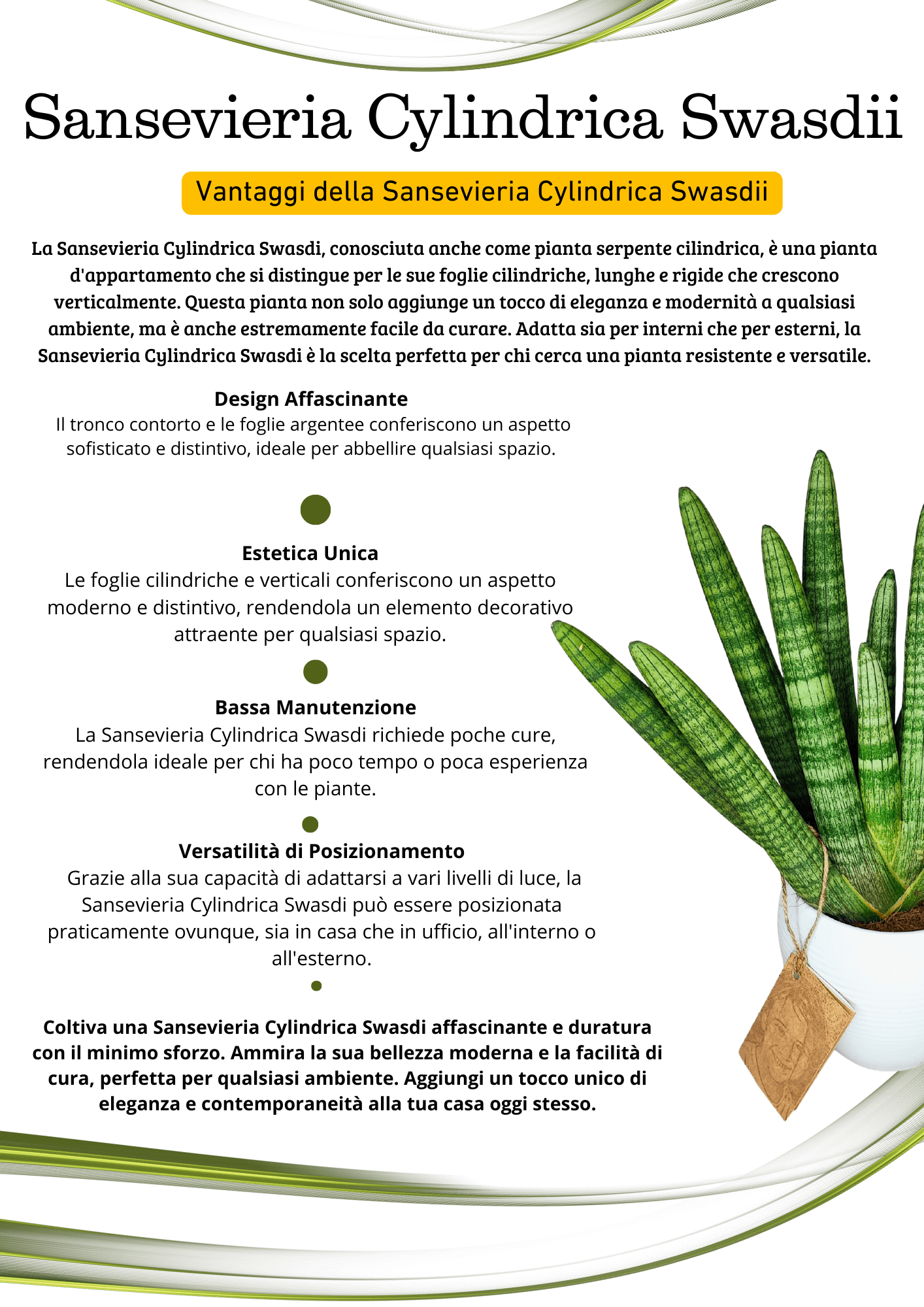 Sansevieria Cylindrica Swasdi Vaso di Ceramica Manacor Altezza Pianta 45 cm