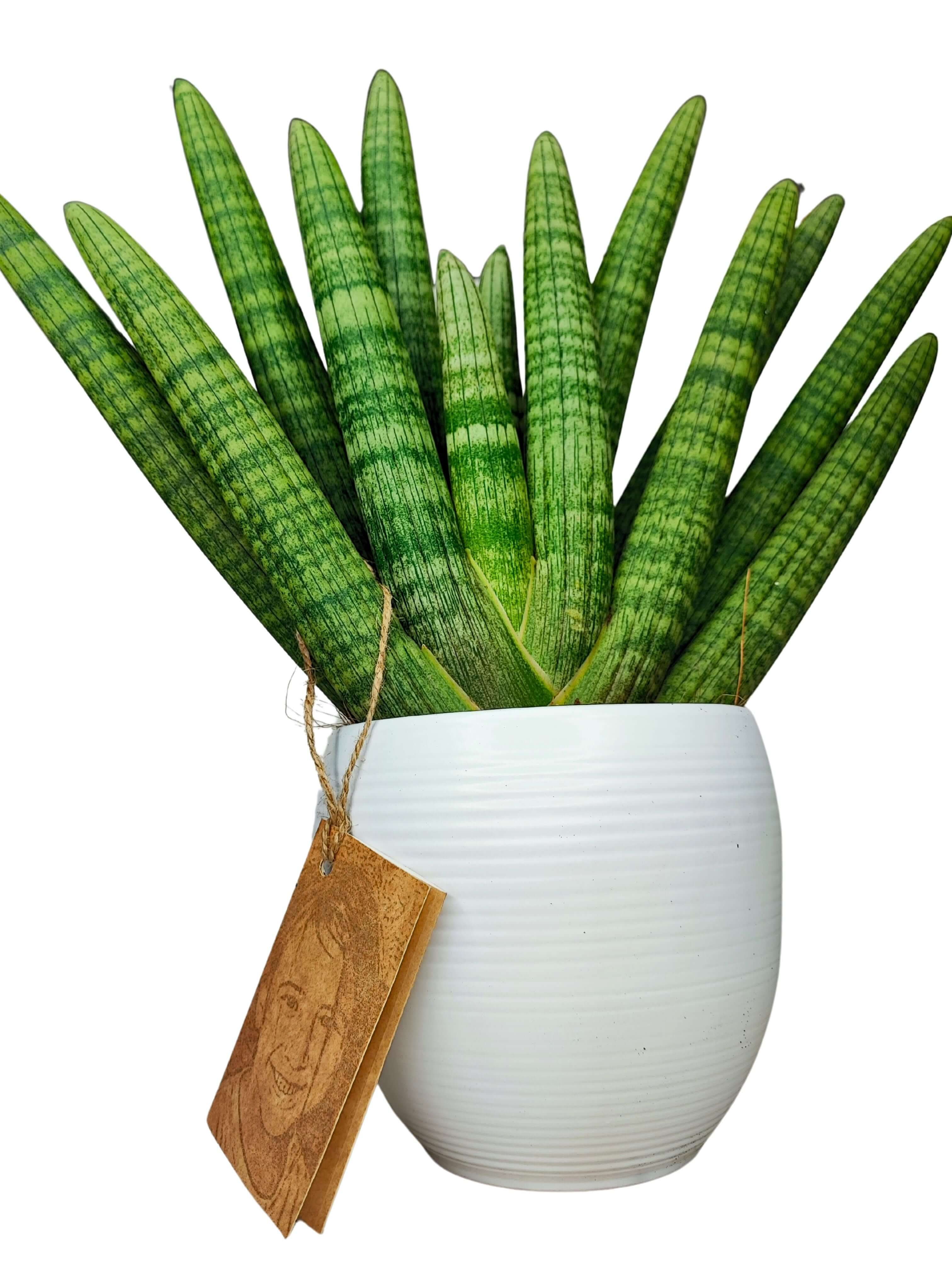 Sansevieria Cylindrica Swasdi Vaso di Ceramica Manacor Altezza Pianta 45 cm