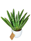 Sansevieria Cylindrica Swasdi Vaso di Ceramica Manacor Altezza Pianta 45 cm