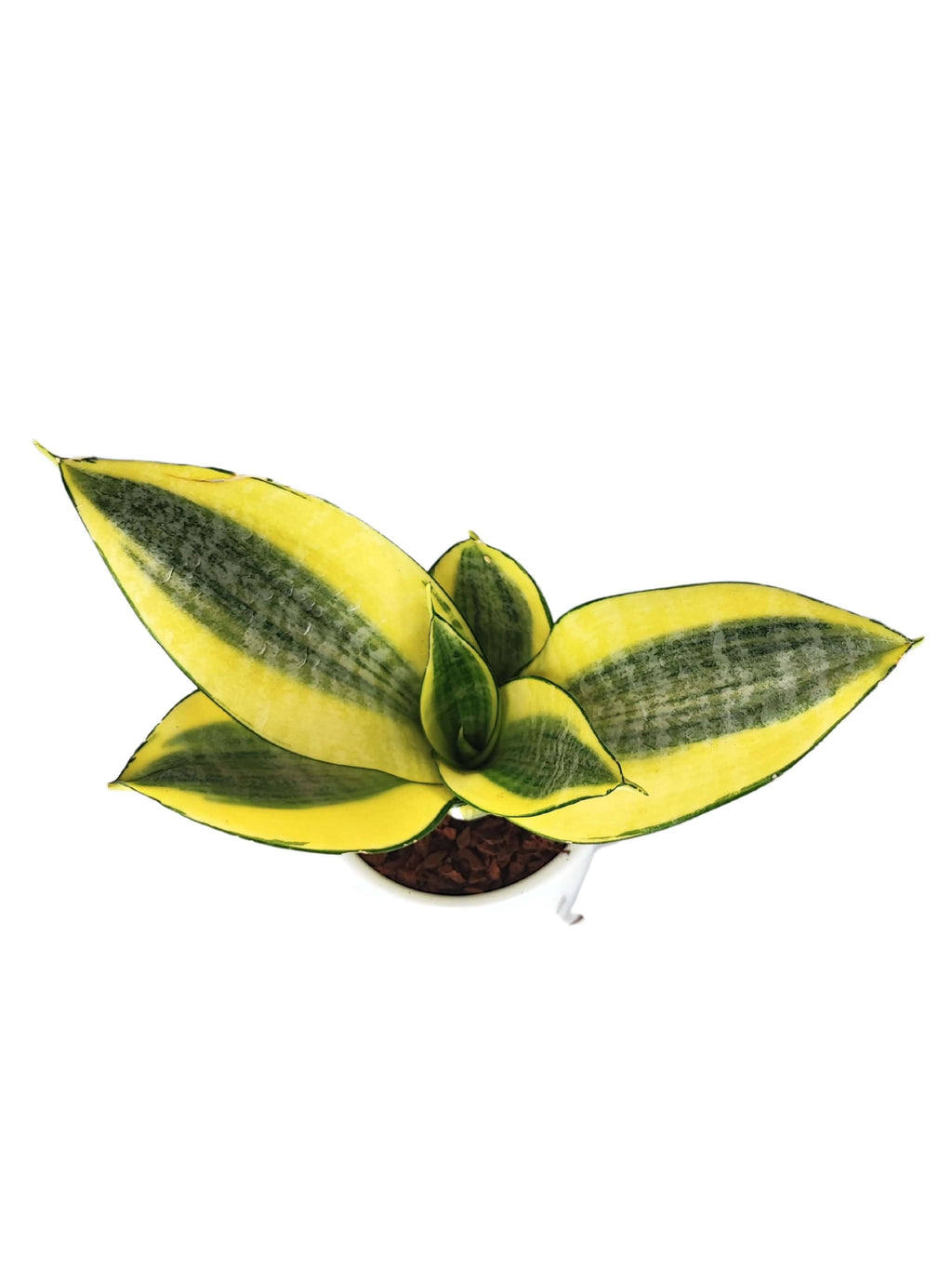 Sansevieria Golden Hahnii  Altezza Pianta 15 cm