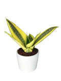 Sansevieria Golden Hahnii  Altezza Pianta 15 cm