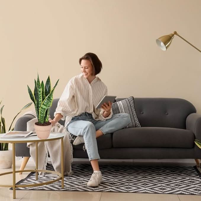 Sansevieria Laurentii - Altezza Pianta 40 cm