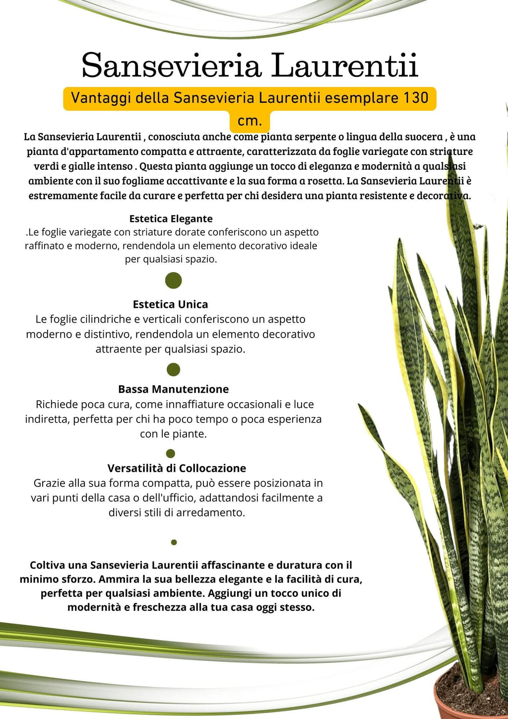 Sansevieria Laurentii - Pianta Alta 130 cm, Vaso con Riserva d'Acqua Diametro