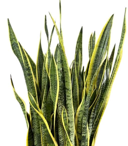 Sansevieria Laurentii - Pianta Alta 130 cm, Vaso con Riserva d'Acqua Diametro