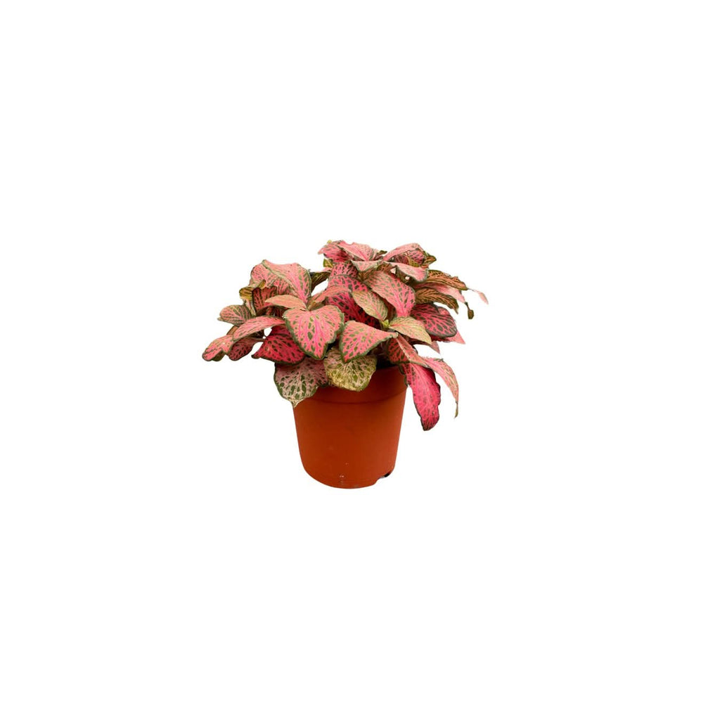 Set di 5 piantine per terrarium