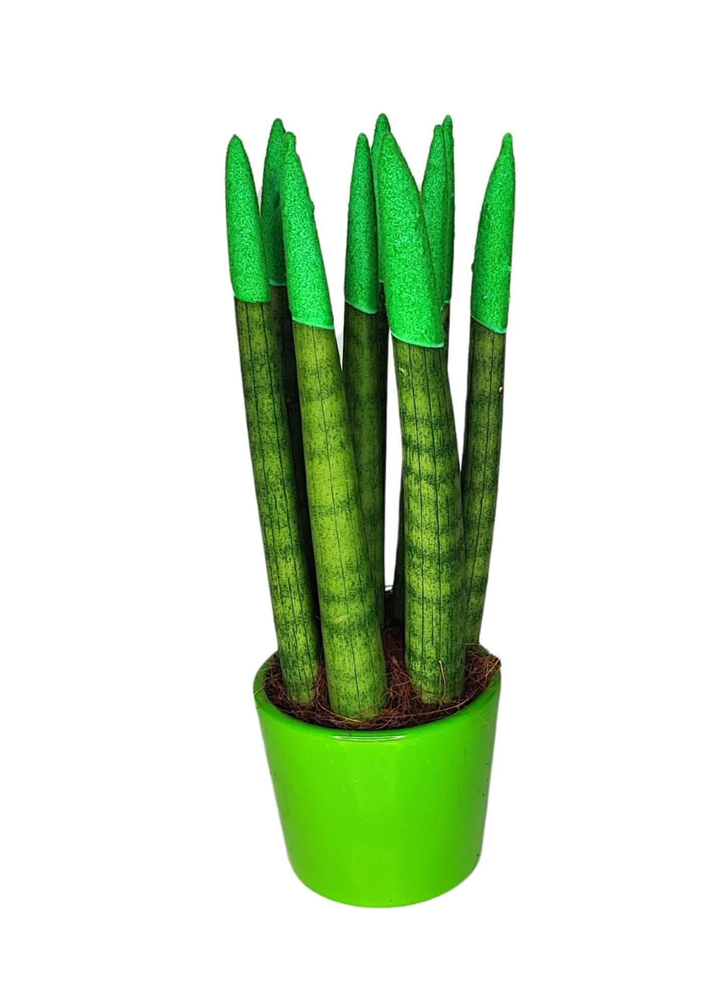 Set di 7 Sansevieria punte di velluto  in Vaso di Ceramica