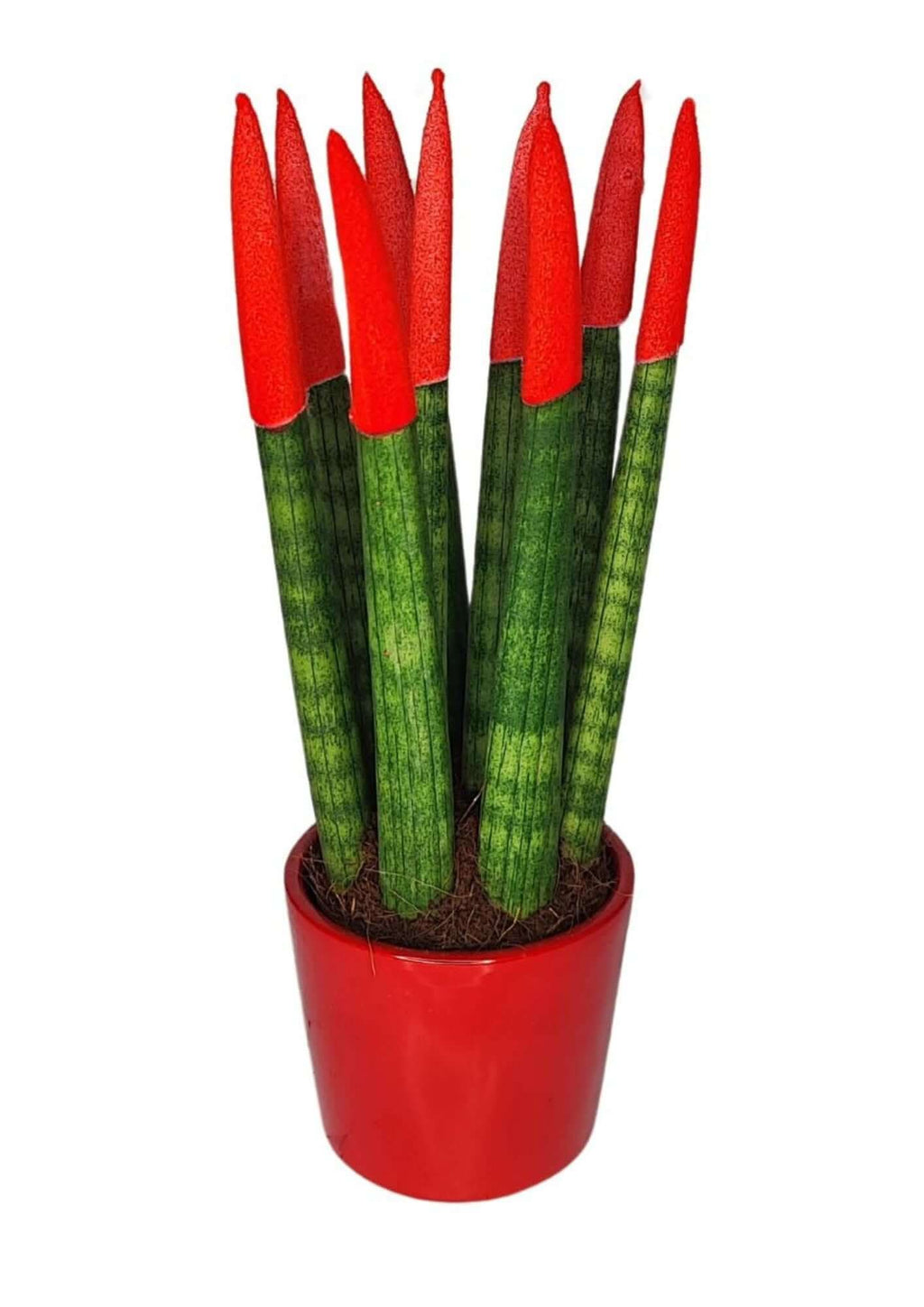 Set di 7 Sansevieria punte di velluto  in Vaso di Ceramica