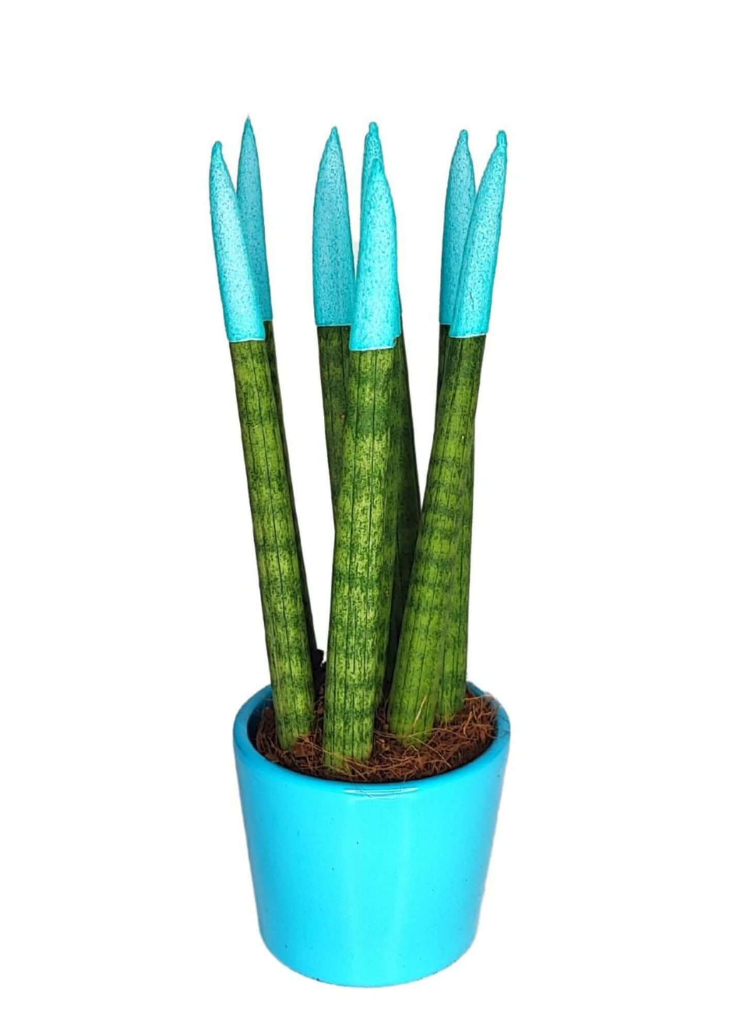 Set di 7 Sansevieria punte di velluto  in Vaso di Ceramica