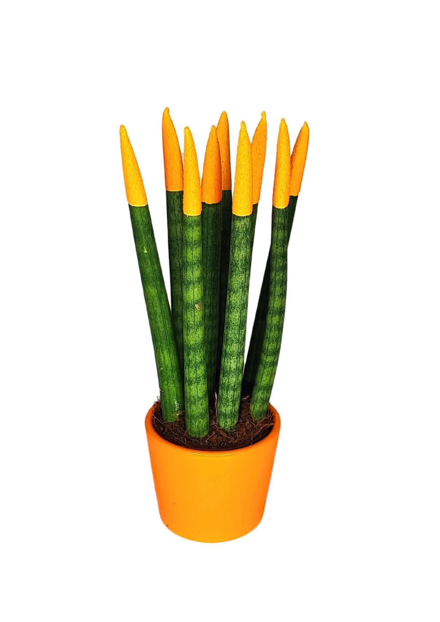 Set di 7 Sansevieria punte di velluto  in Vaso di Ceramica