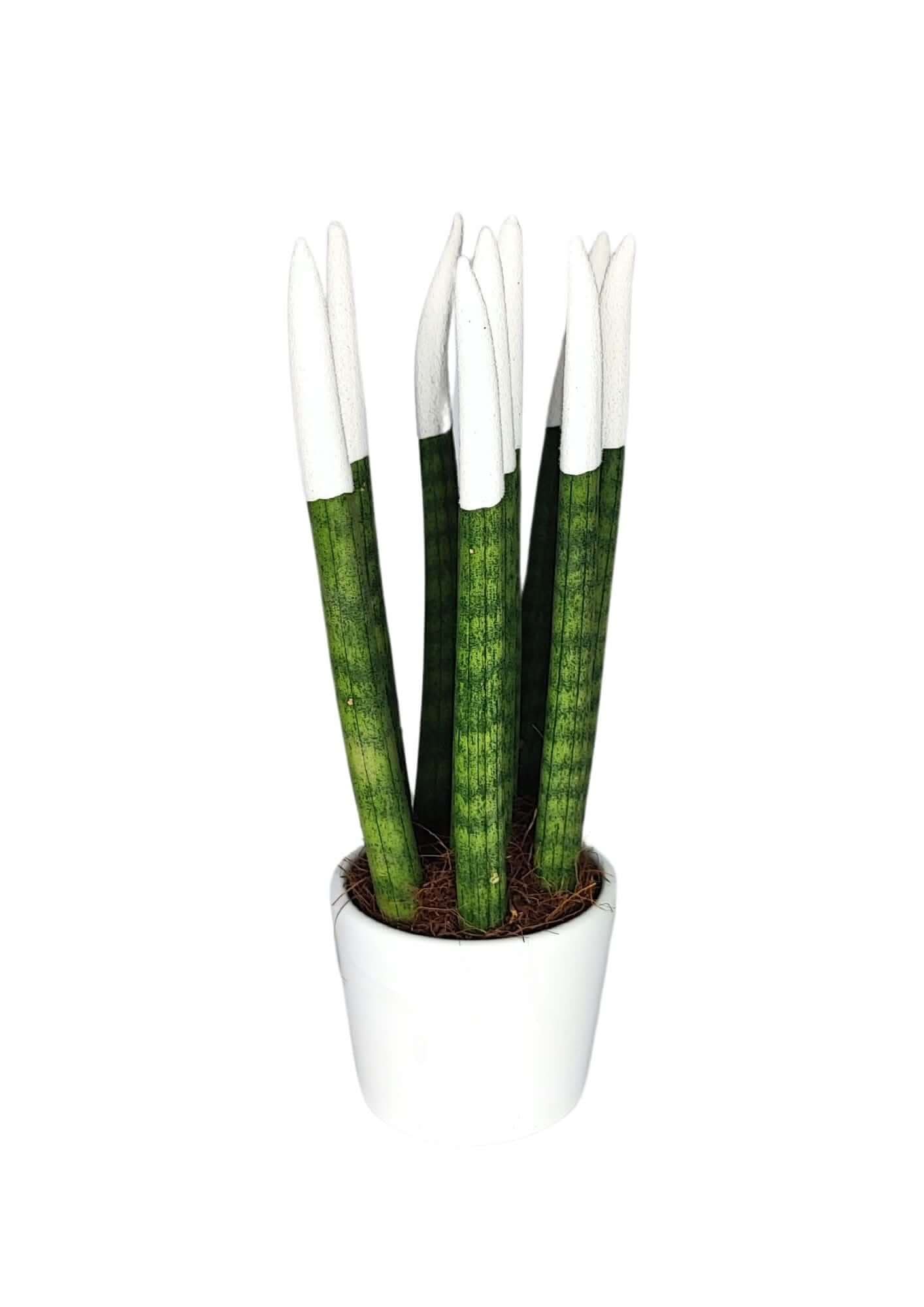 Set di 7 Sansevieria punte di velluto  in Vaso di Ceramica