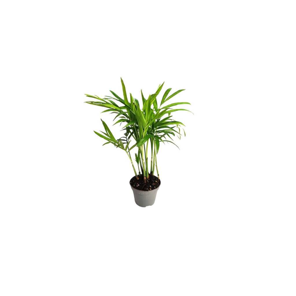 Set di 8 Piante Verdi Tropicali per Terrarium