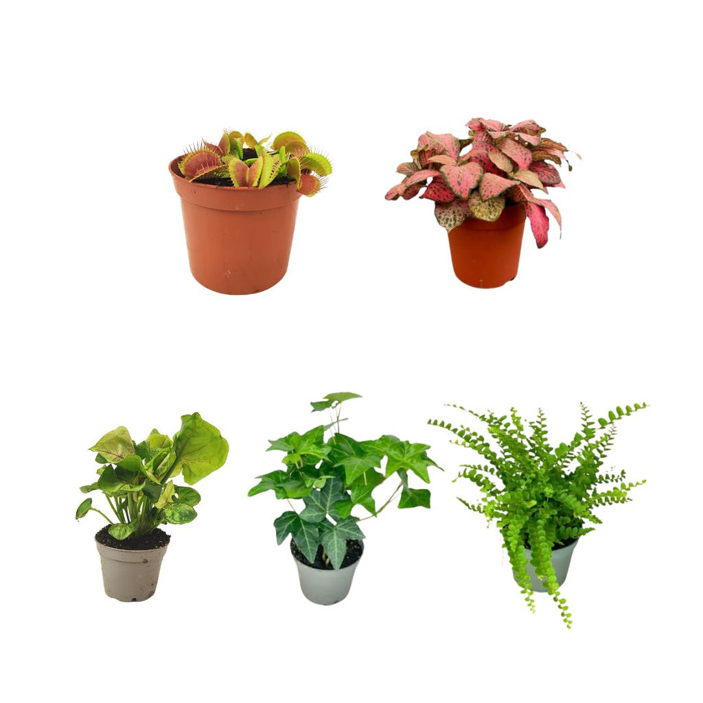 Set di 5 piantine per terrarium