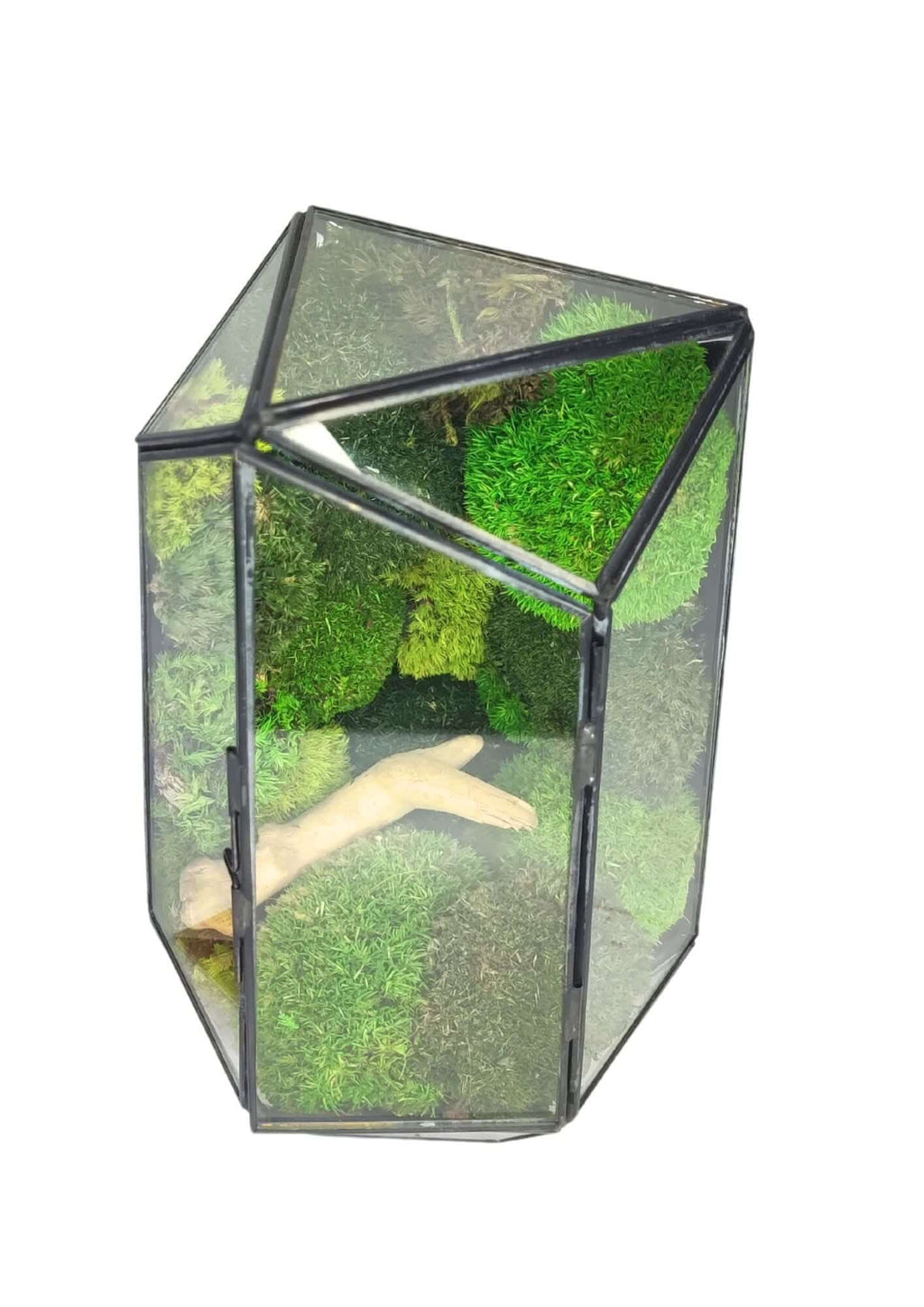 Terrarium geometrico Eden di Vetro 2TR064
