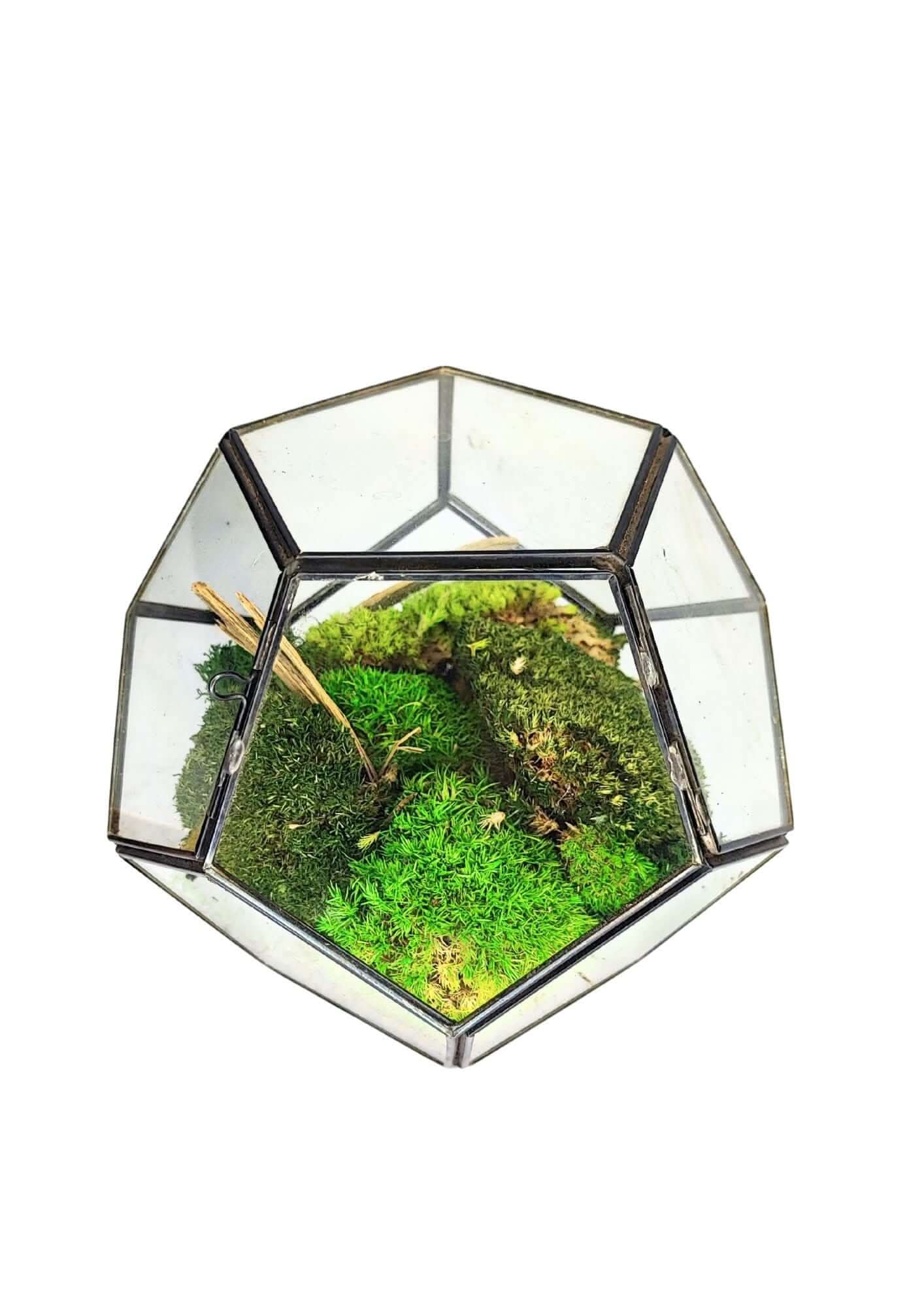 Terrarium geometrico Giardino di Cristallo 2TR070