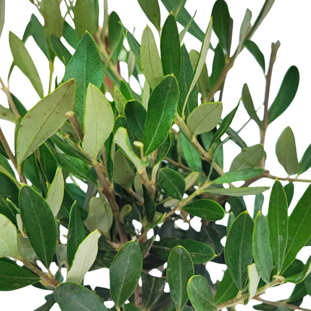 Bonsai Olivo  Puglia Vaso di Ceramica