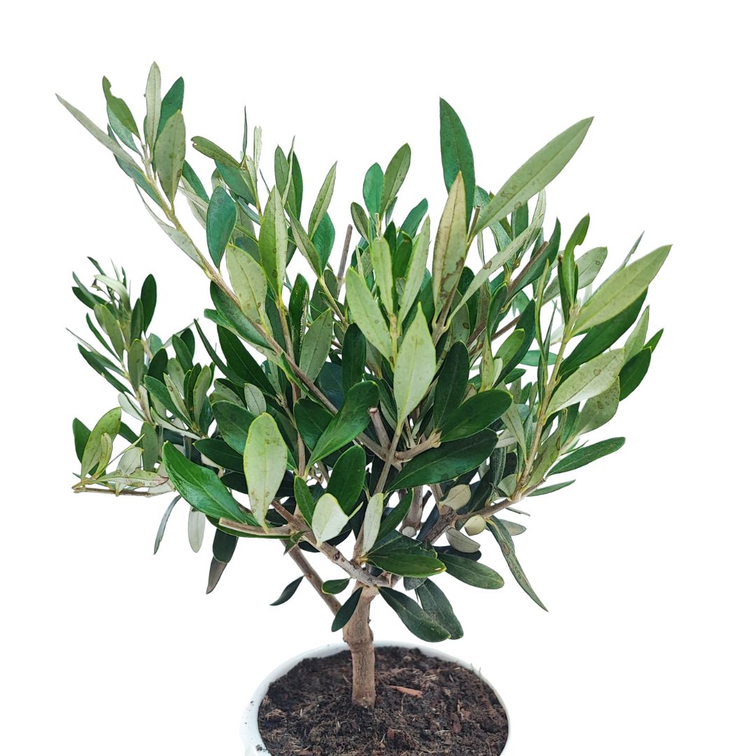 Bonsai Olivo  Puglia Vaso di Ceramica